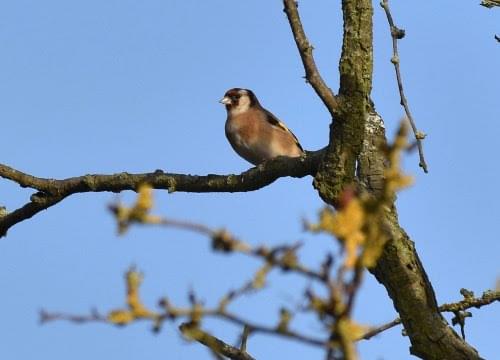 goldfinch