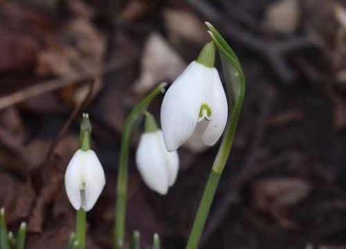 snowdrops