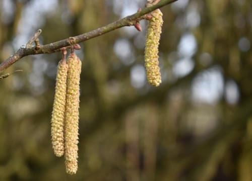 catkins