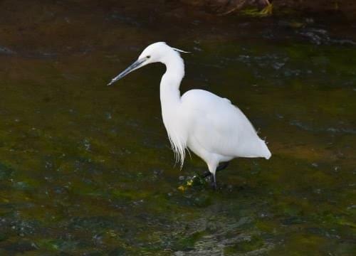 little egret