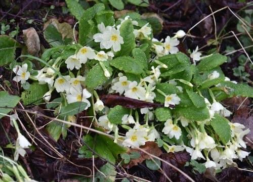 primroses