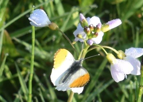 orange tip