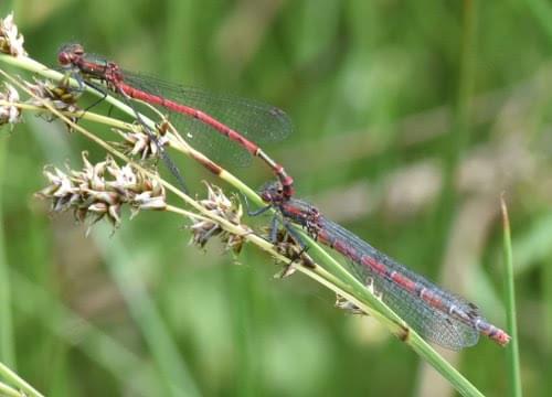 damselfly