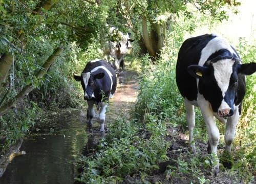 cattle in stream