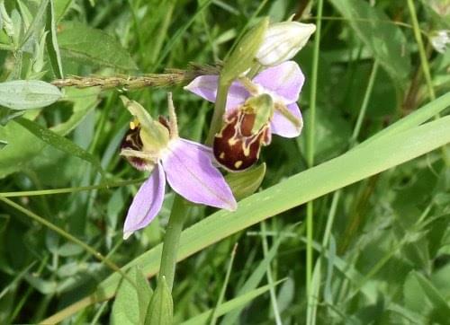 bee orchid