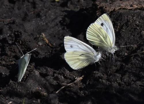 small white