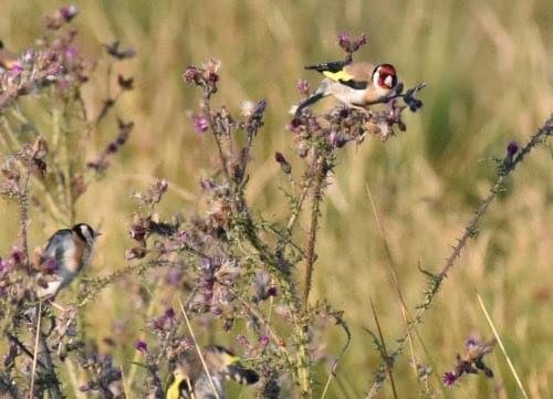 goldfinch