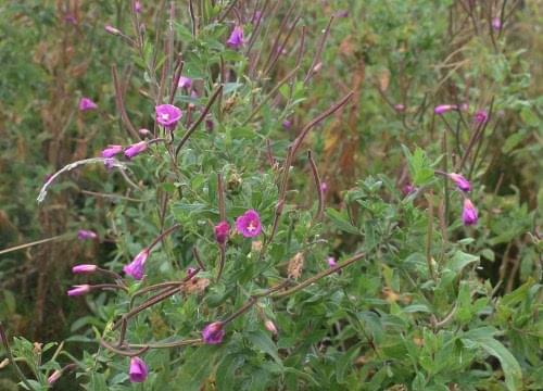 willow herb