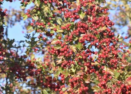 hawthorn