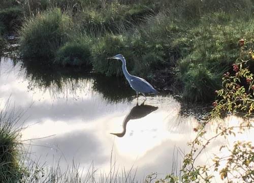 heron