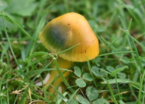 waxcap