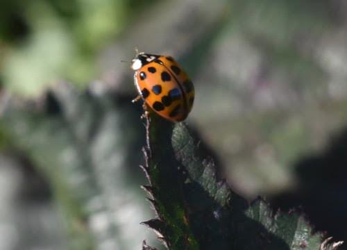 ladybird