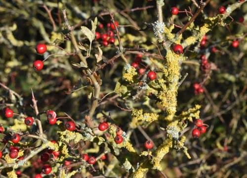 hawthorn lichen