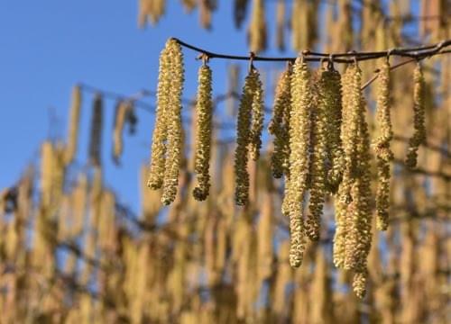 catkins