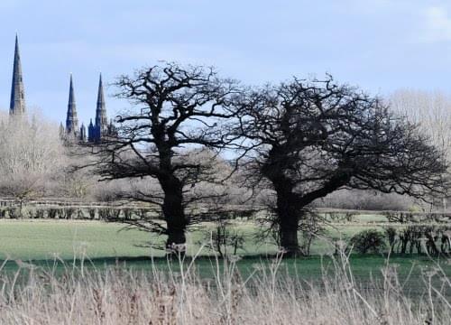 oak tree