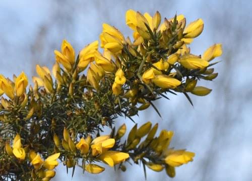 gorse