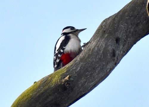 GS woodpecker