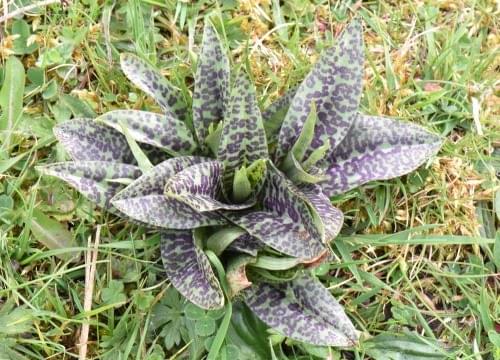 common spot orchid