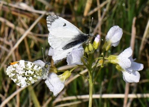 orange tip butterfly