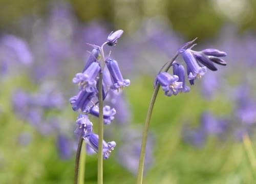 bluebell