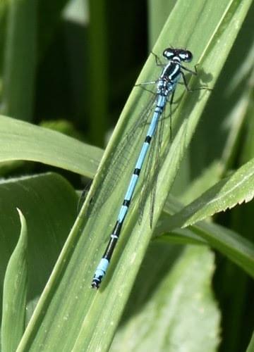 damselfly