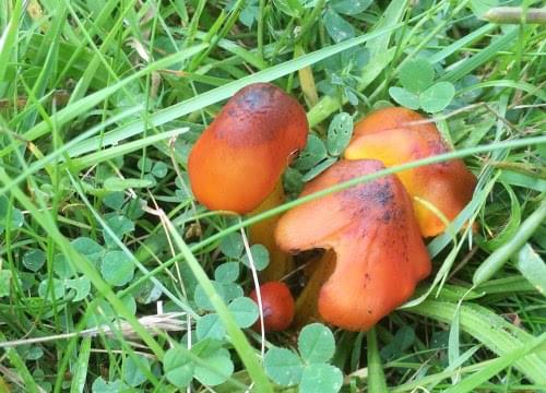 waxcap