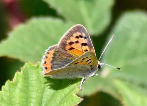 small copper