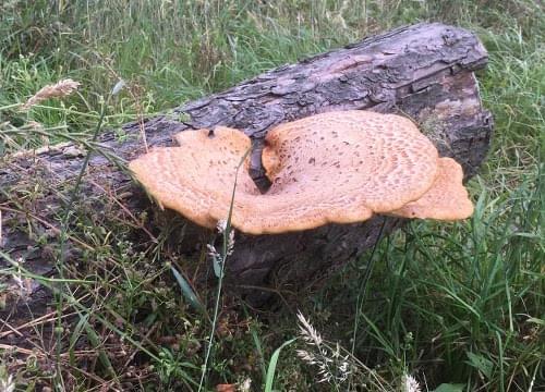 bracket fungus