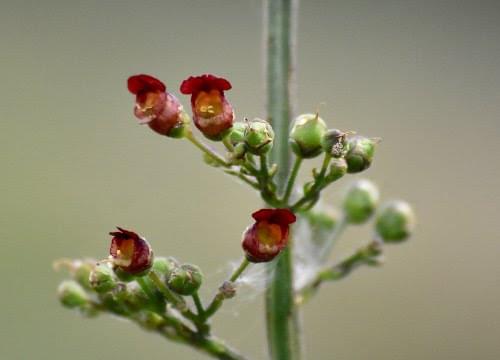 water figwort