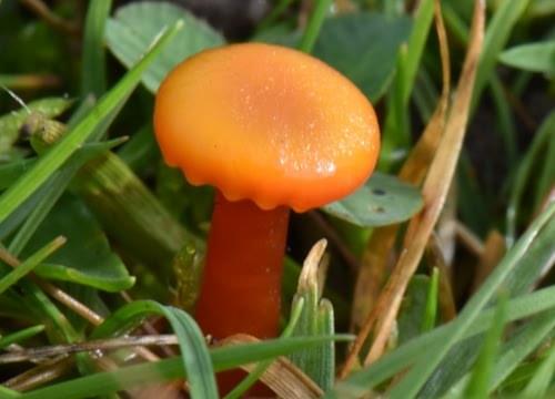 waxcap