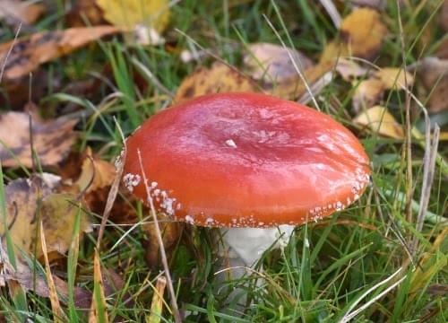 fly agaric