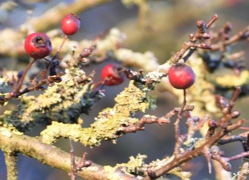 hawthorn