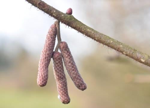 hazel catkins