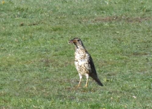 mistle thrush