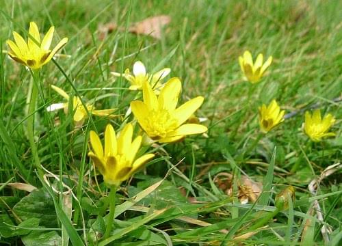 celandine