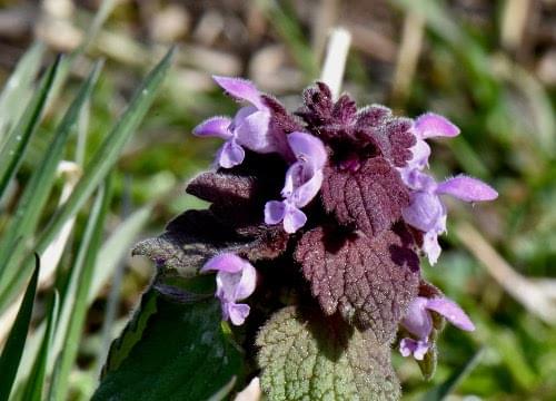 red dead nettle