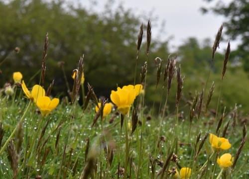 buttercups