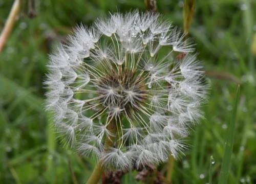 dandelion