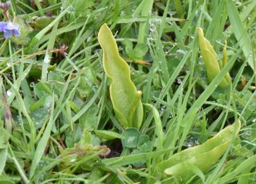 adder tongue fern