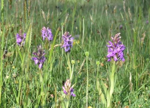 southern marsch orchid