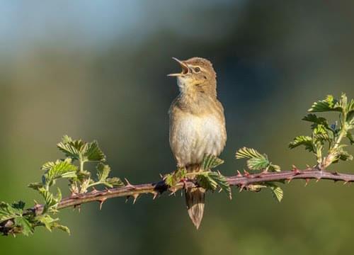 grasshopper warbler