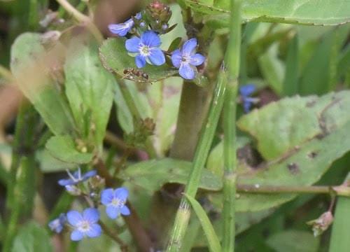 brooklime