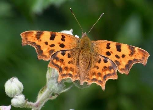 comma butterfly