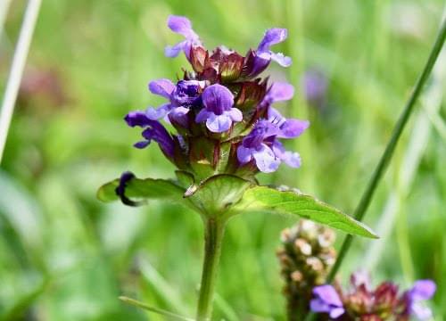 selfheal