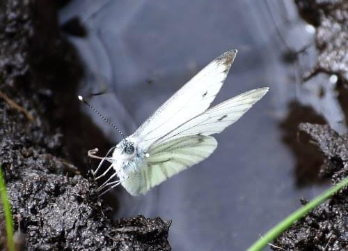 small white butterfly