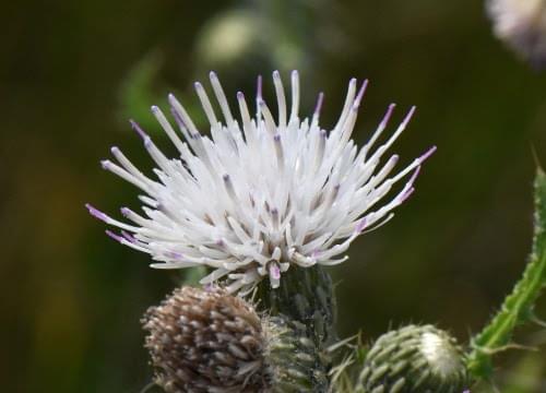 white marsh thistle