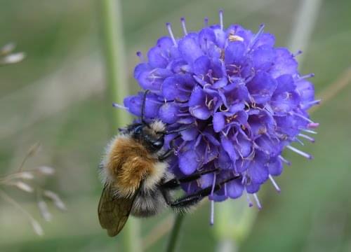 DB Scabious