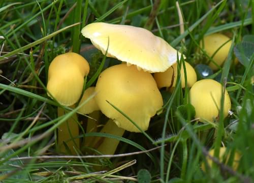 wax cap