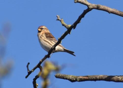 Redpoll