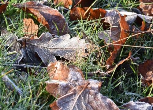 Leaves with frost